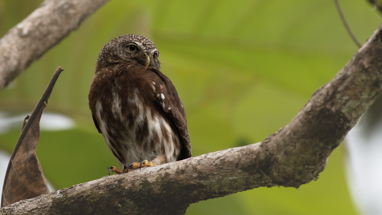 Ferruginous Pygmy-Owl
